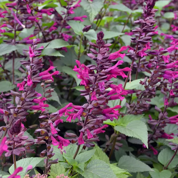 Salvia Plum Crazy Salvia Plum Crazy
