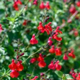 Salvia Royal Bumble Lposalrbu - Garden Express Australia