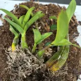 Sydney Rock Orchid- Large Sydney Rock Orchid- Large