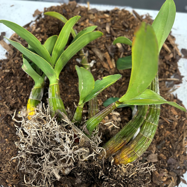 Sydney Rock Orchid- Large