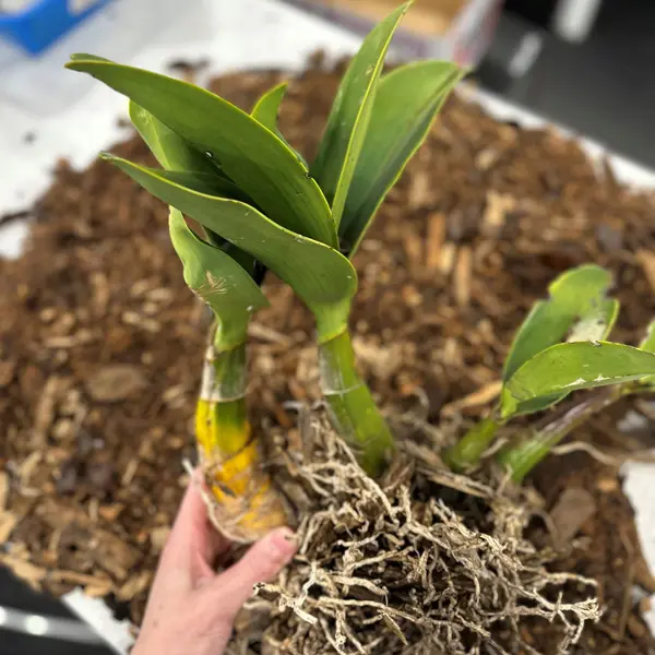 Sydney Rock Orchid- Large