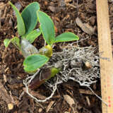 Sydney Rock Orchid- Small