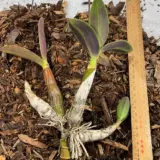 Sydney Rock Orchid- Small Sydney Rock Orchid- Small