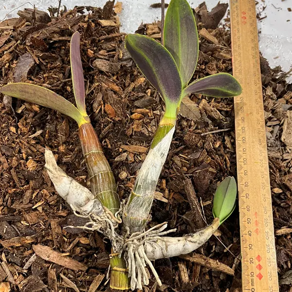 Sydney Rock Orchid- Small Sydney Rock Orchid- Small