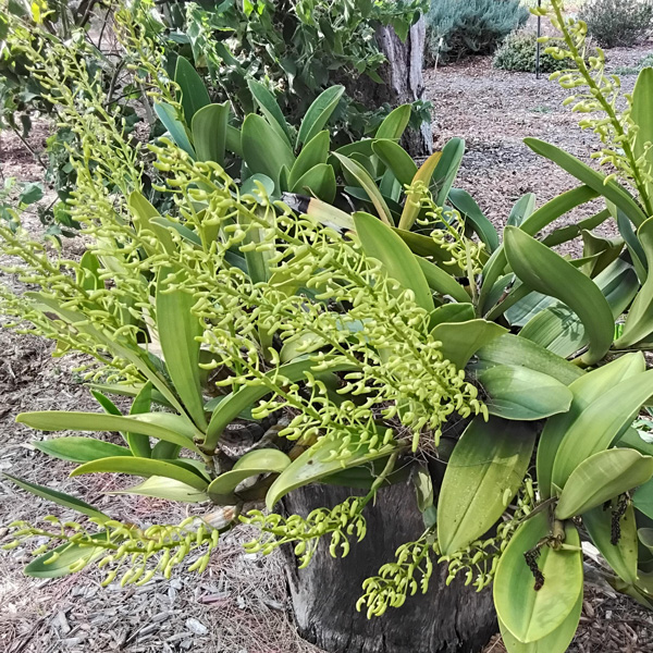 Sydney Rock Orchid- Large