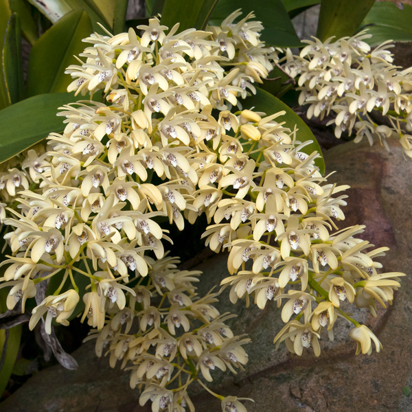 Sydney Rock Orchid- Large