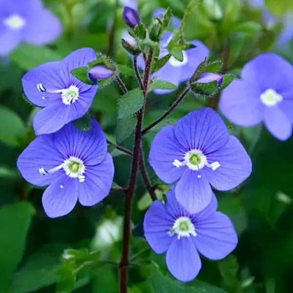 Veronica Oxford Blue 140mm