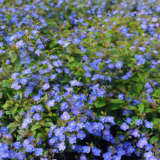 Veronica Oxford Blue P14verobl - Garden Express Australia