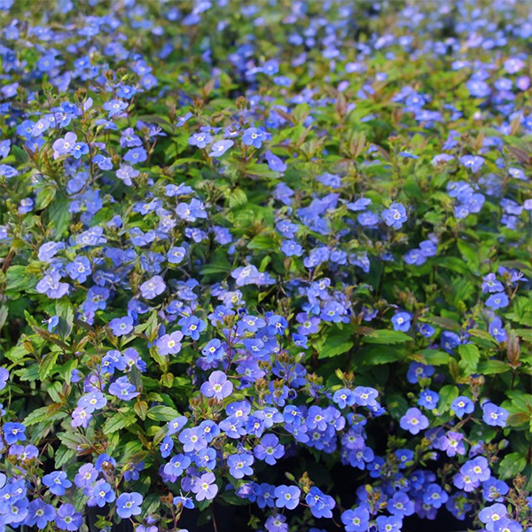 Veronica Oxford Blue 140mm