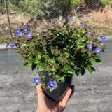 Veronica Oxford Blue 140mm