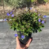 Veronica Oxford Blue 140mm Veronica Oxford Blue 140mm