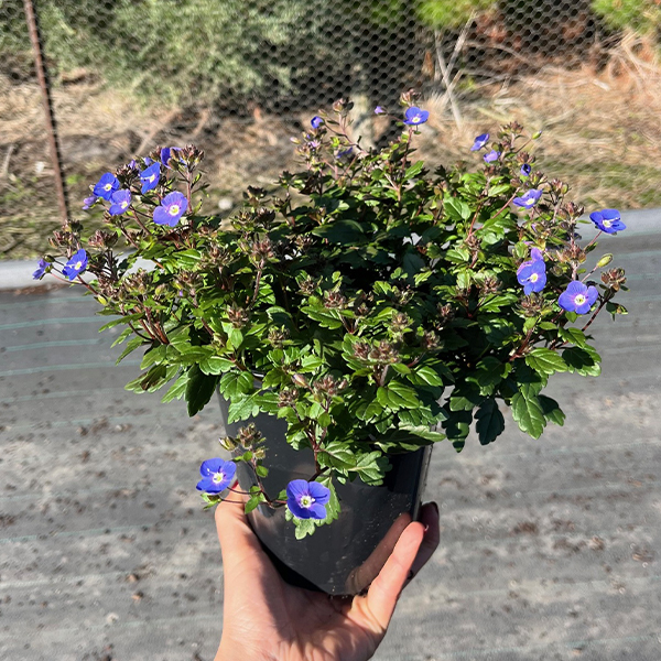 Veronica Oxford Blue 140mm