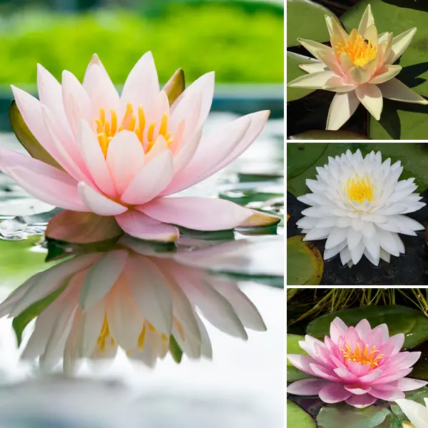 Water Lily Collection 2 – 4 Plants