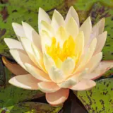 Water Lily Texas Dawn Pkwlitda - Garden Express Australia