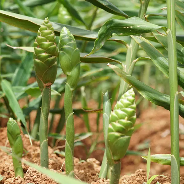 Zingiber – Edible Ginger