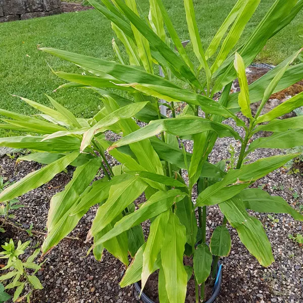 Zingiber – Edible Ginger