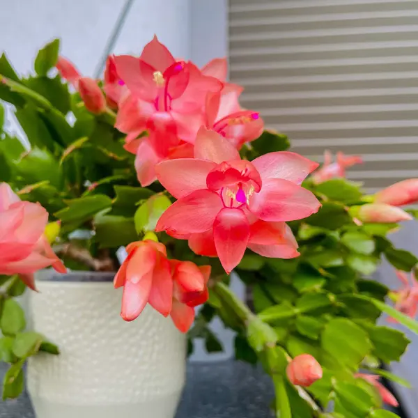 Schlumbergera-zygocactus Purple