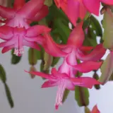 Zygocactus Pink P68schzpk - Garden Express Australia