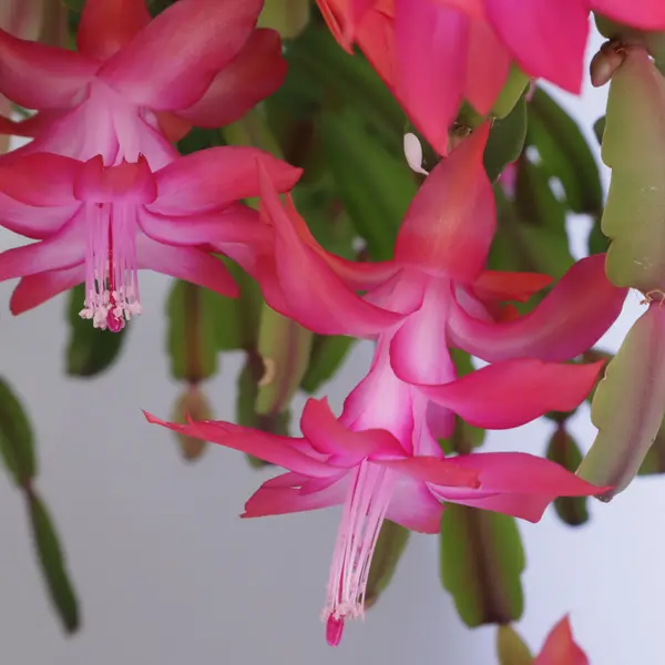 Schlumbergera-zygocactus Purple