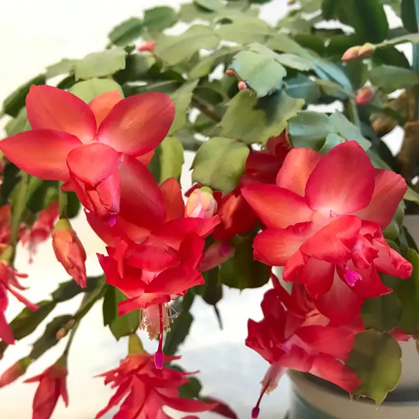 Schlumbergera-zygocactus Red