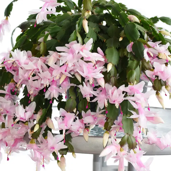 Schlumbergera-zygocactus Purple