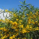 Acacia Saligna P14acasal - Garden Express Australia