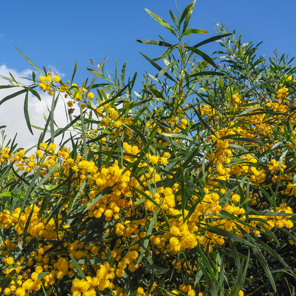 Acacia Saligna