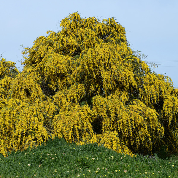 Acacia Saligna