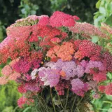 Achillea Flowerburst Red Shades P68achfrs - Garden Express Australia