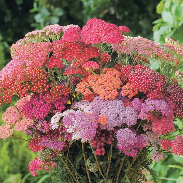 Achillea Flowerburst Red Shades Achillea Flowerburst Red Shades