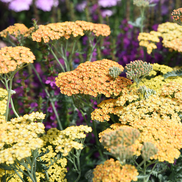 Achillea Walter Funke