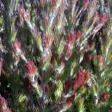Adenanthos Bronze Glow Adenanthos Bronze Glow