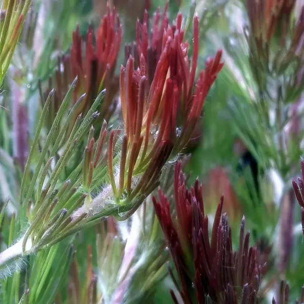 Adenanthos Bronze Glow