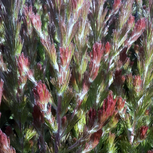 Adenanthos Bronze Glow Adenanthos Bronze Glow