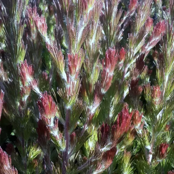 Adenanthos Bronze Glow