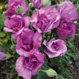 Alyogyne Delightfully Double P14alyddo - Garden Express Australia