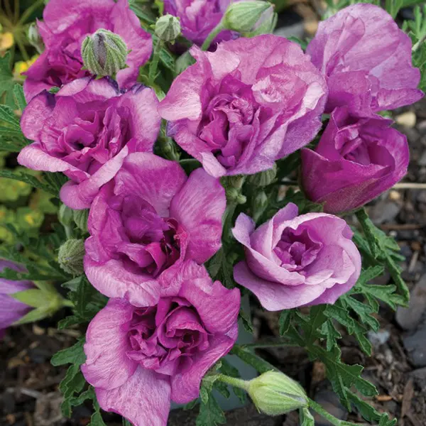 Alyogyne Delightfully Double