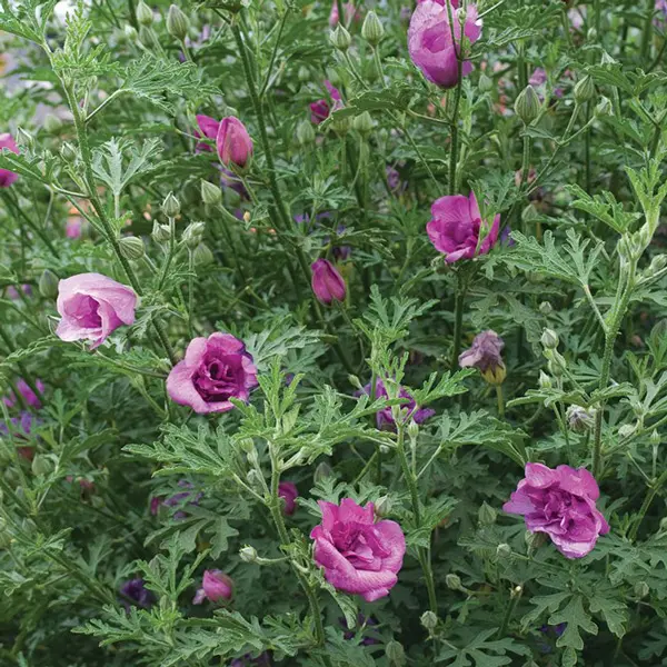 Alyogyne Delightfully Double