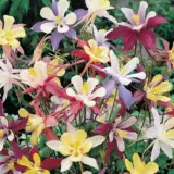 Aquilegia Mckana Giants Mixed P68aqumgm - Garden Express Australia