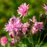 Aquilegia Salmon Rose P68aqusrs - Garden Express Australia
