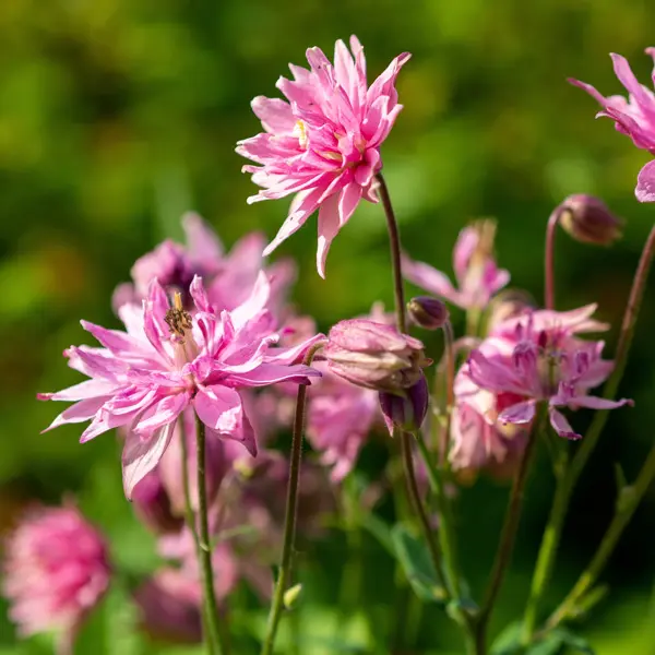 Aquilegia Salmon Rose