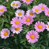 Argyranthemum Lolly Pink P14arglpn - Garden Express Australia