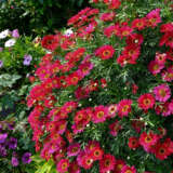 Argyranthemum Margarita Burgundy P14argmbu - Garden Express Australia