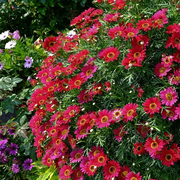 Argyranthemum Margarita Burgundy