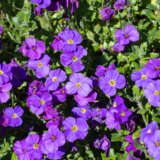 Aubrieta Rock On Blue