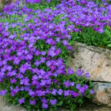 Aubrieta Rock On Blue P14aubrob - Garden Express Australia