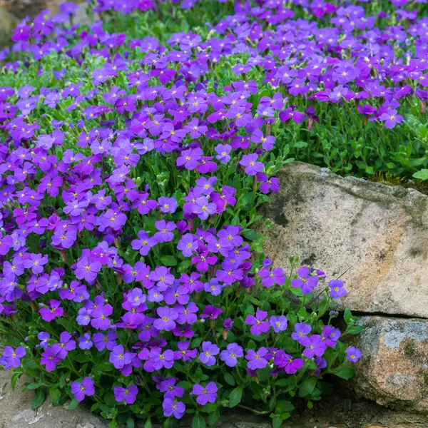 Aubrieta Rock On Blue