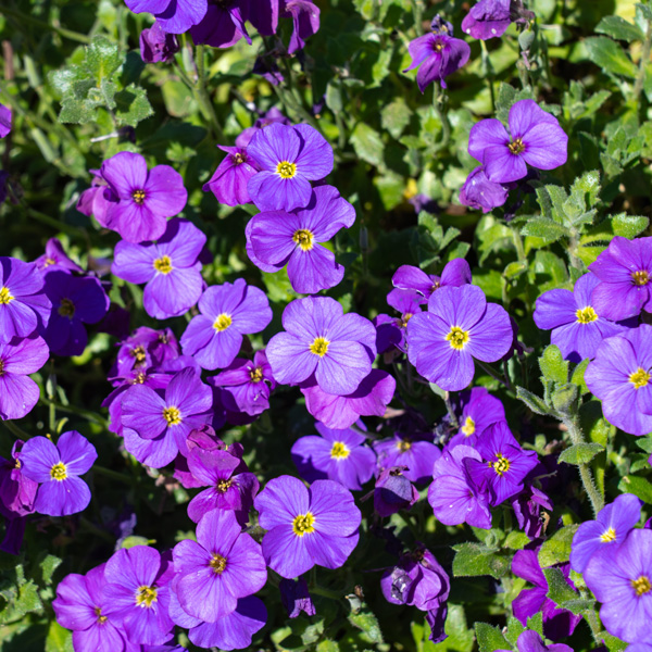 Aubrieta Rock On Blue
