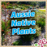 Aussie Native Plants