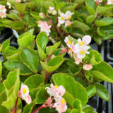 Begonia Hula Blush